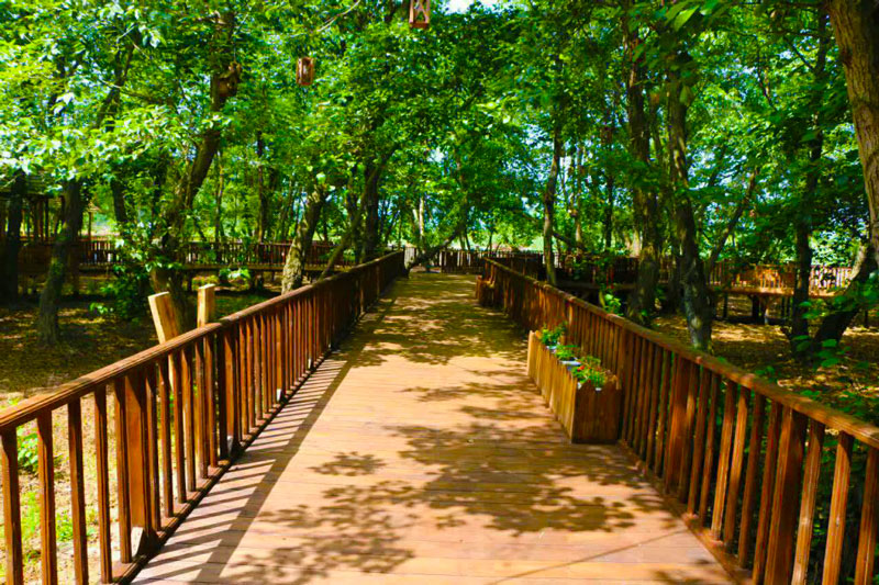پل چوبی چمخاله و پارک جنگلی توسکا